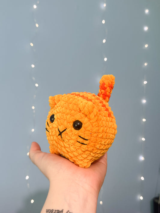Paco die Katze